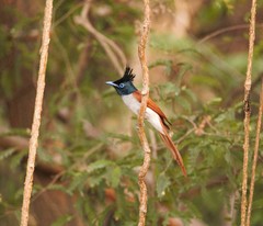 Terpsiphone paradisi