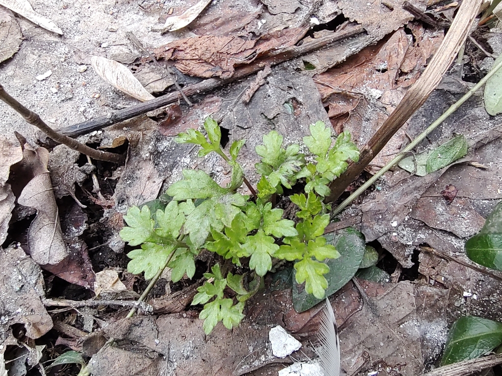 Chinese Mugwort from Kyiv, Ukraine, 01001 on March 9, 2024 at 11:26 AM ...