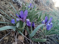 Iris glaucescens