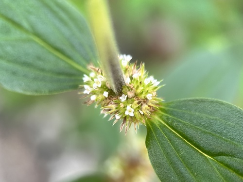Mitracarpus hirtus iNat (3)