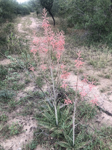 Aloe komatiensis