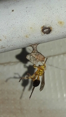 Mischocyttarus cerberus