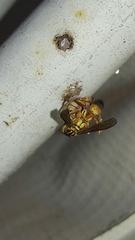 Mischocyttarus cerberus