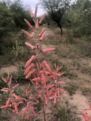 Aloe komatiensis