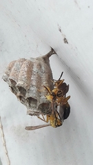 Mischocyttarus cerberus