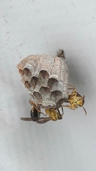 Mischocyttarus cerberus