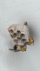 Mischocyttarus cerberus