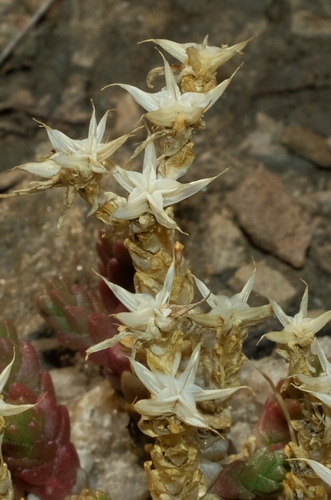 Aitrusis šilokas nuotrauka