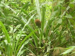 Aechmea magdalenae image