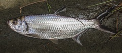 Megalops cyprinoides