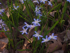 Scilla forbesii