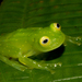 Starrett's Glass Frog - Photo (c) Brian Gratwicke, some rights reserved (CC BY)