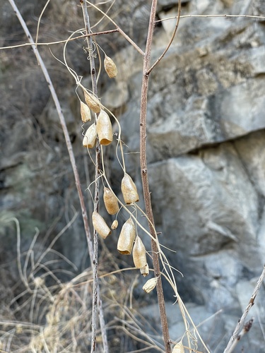 Bolbostemma paniculatum (Bolbostemma paniculatum)