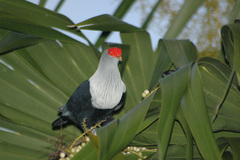 Alectroenas pulcherrimus