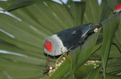 Alectroenas pulcherrimus