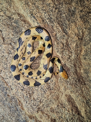 Photo of a Karoo Tiger Snake (Telescopus beetzi)