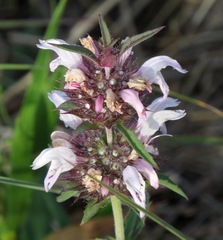 Monarda clinopodioides