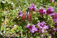 Zygaena exulans