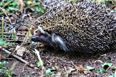 Atelerix frontalis frontalis