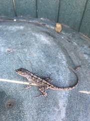 Anolis jubar albertschwartzi