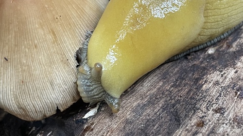 Slender Banana Slug, Pogonip, Santa Cruz, CA, US, photo 10 of 10