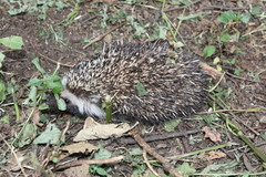 Atelerix frontalis frontalis