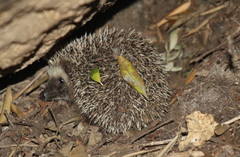 Atelerix frontalis frontalis