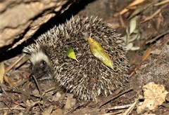 Atelerix frontalis frontalis