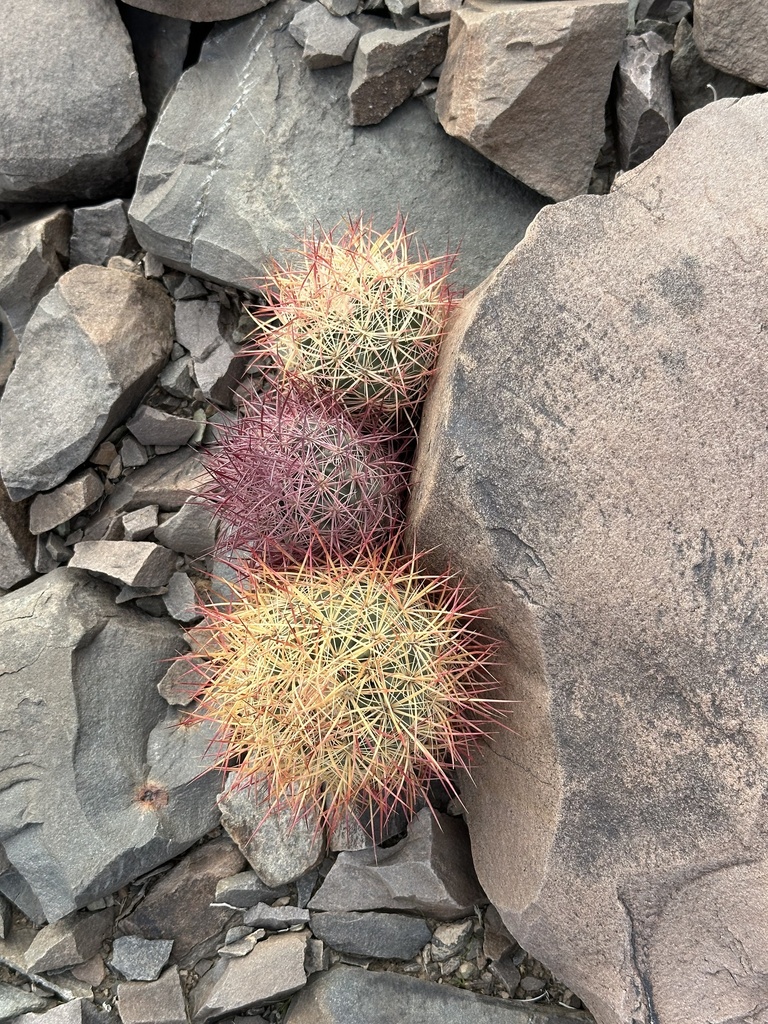 Sclerocactus johnsonii