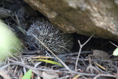 Atelerix frontalis frontalis