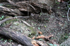 Atelerix frontalis frontalis