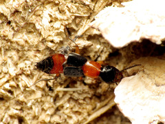 Laetulonthus laetulus