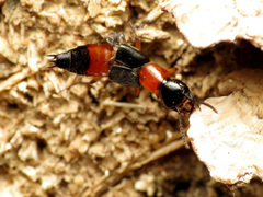 Laetulonthus laetulus