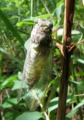 Neocicada hieroglyphica