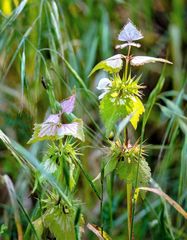 Lamium galactophyllum
