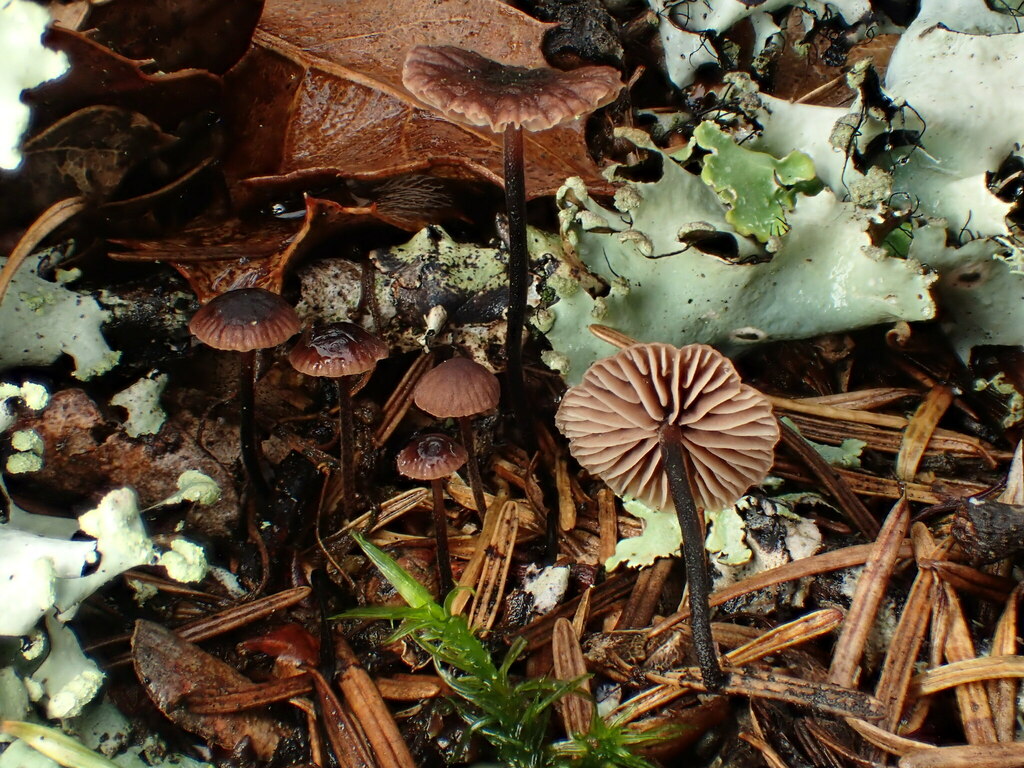 Pseudomarasmius
