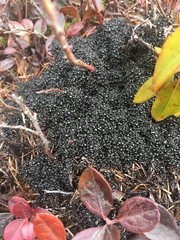 Dolichoderus taschenbergi