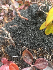 Dolichoderus taschenbergi