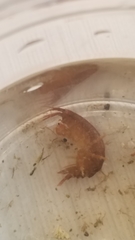 Gammarus pseudolimnaeus