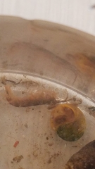 Gammarus pseudolimnaeus
