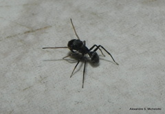 Sarinda nigra