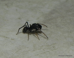 Sarinda nigra