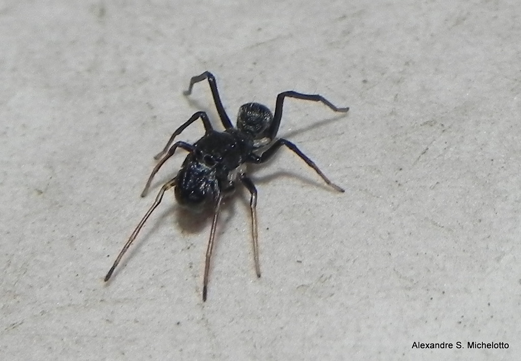 jumping spiders