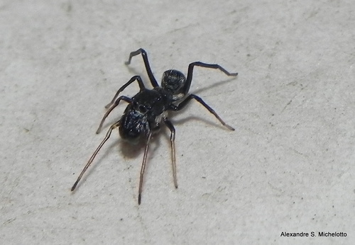 jumping spiders