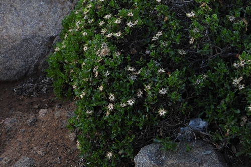 Image of Hazardia berberidis by (c) Ricardo Betancourt Sánchez, some rights reserved (CC BY)