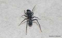 Sarinda nigra