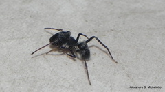 Sarinda nigra