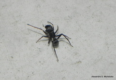 Sarinda nigra
