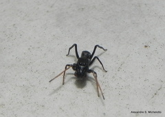 Sarinda nigra