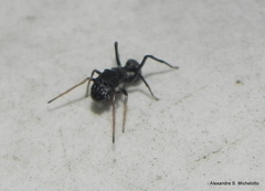 Sarinda nigra